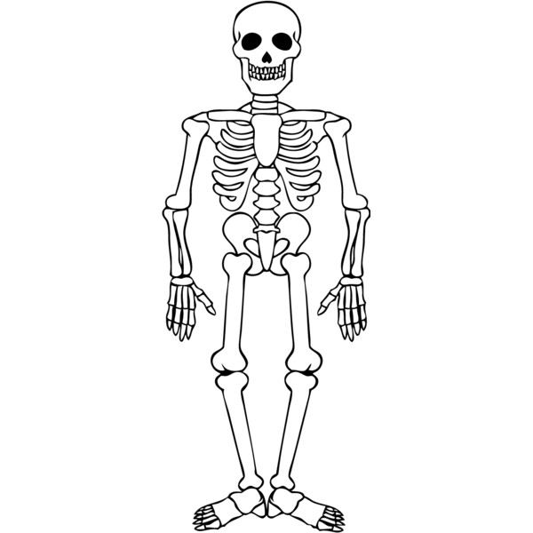 Skeleton 5 Thumbnail