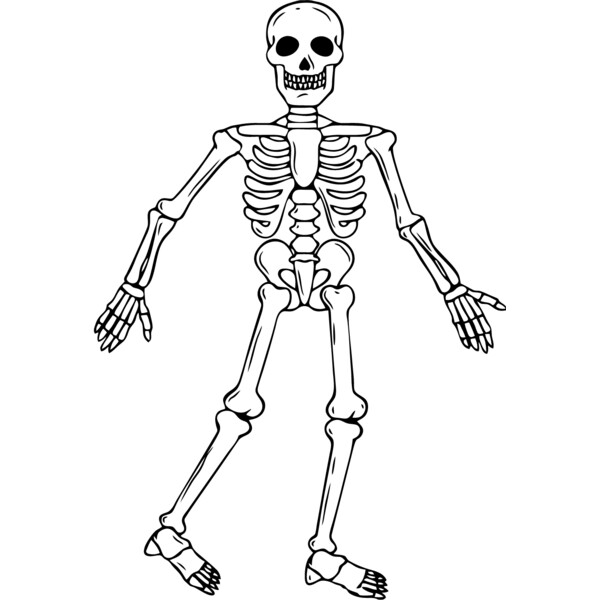 Skeleton 3 Thumbnail