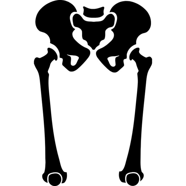 Pelvis with femurs Thumbnail